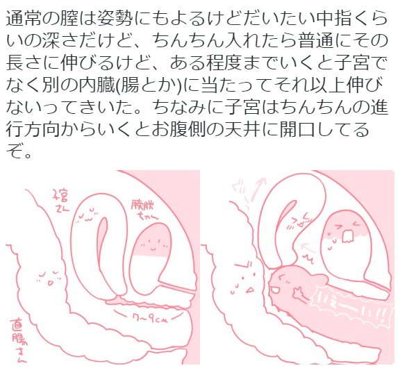 hkdmz:  いくたたかのん@木東シ40bひなプリンさんのツイート: “通常の膣は姿勢にもよるけどだいたい中指くらいの深さだけど、ちんちん入れたら普通にその長さに伸びるけど、ある程度までいくと子宮でなく別の内臓(腸とか)に当たってそれ以上伸びないってきいた。ちなみに子宮はちんちんの進行方向からいくとお腹側の天井に開口してるぞ。