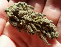 hemptemples:  more alaskan thunderfuck :3 enjoying some right now!  