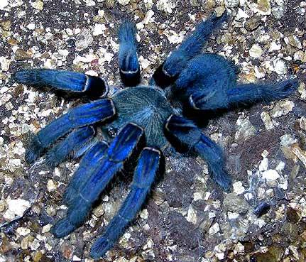 sixpenceee:  The cobalt blue tarantula is native to Myanmer &amp; Thailand.