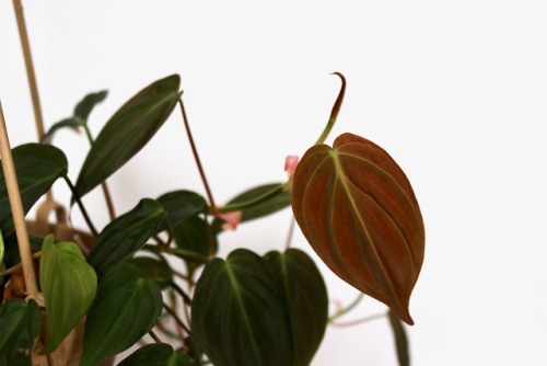 megansplants: Velvet Leaf Bronze Micans Vine (Philodendron scandens f. micans) Details.