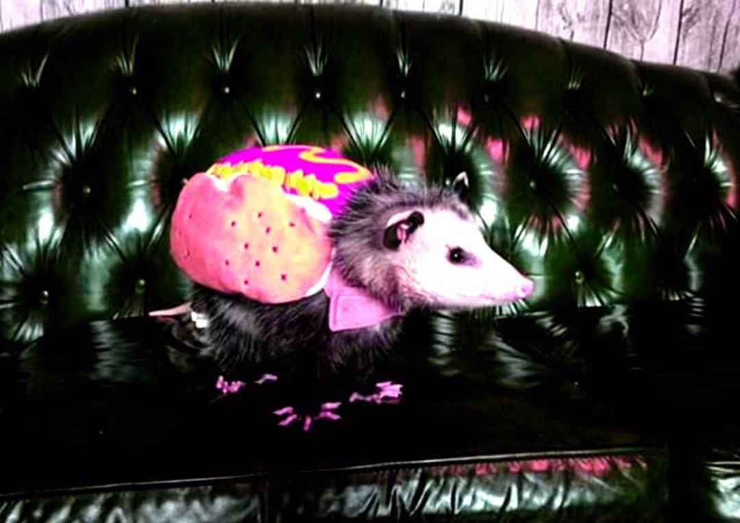 Fluffy pink possum