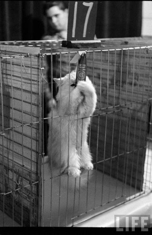 Los Angeles cat show(George Silk. 1952)