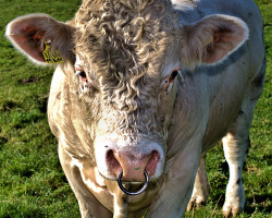 The human cow body mod/piercing and jewelry