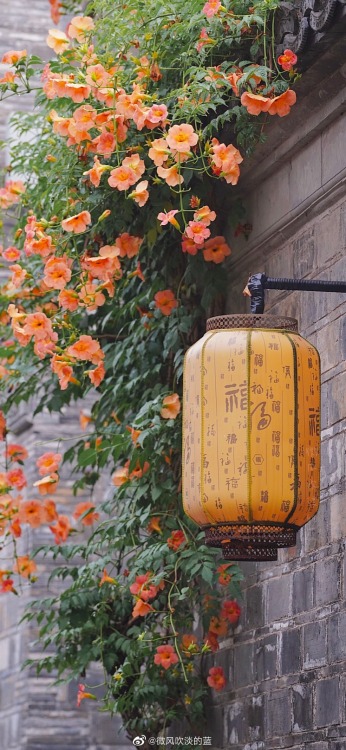 fuckyeahchinesegarden:chinese trumpet creeper in laomendong, nanjing by 微风吹淡的蓝