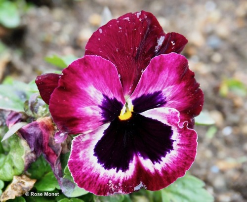 rosemonetphotos: Viola x wittrockiana ou “Cornue” (Viola cornuta)   03&gt;