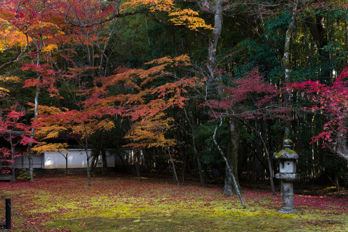 紅葉 - 高桐院 大徳寺 ／ Koutou-in Daitoku-ji Temple9 by Active-U on Flickr.