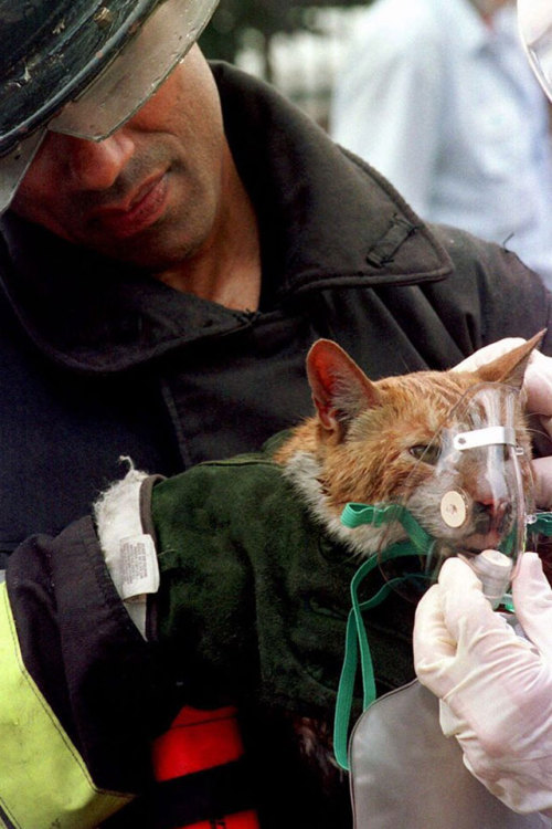 Gatos y Bomberos&hellip;..Hermosa Relación 