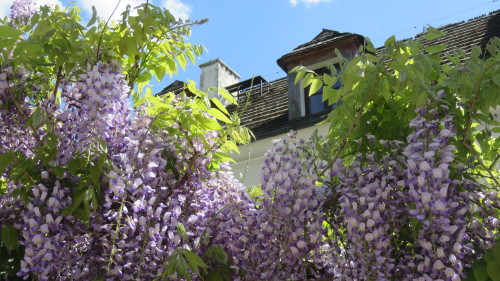 Flowers, Sandomierz