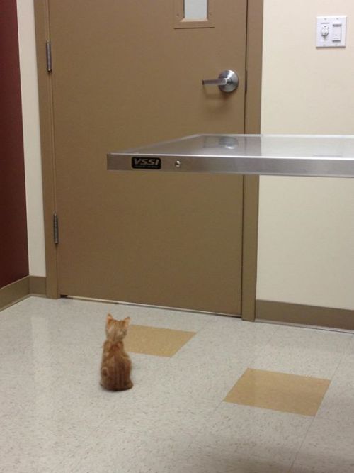 awwww-cute:Waiting for the vet