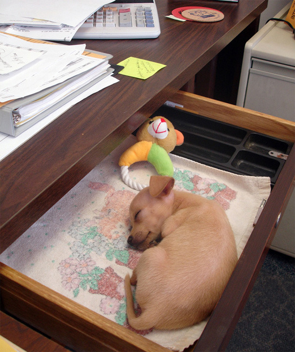 awfullydull:  awesome-picz:    Today Is National Take Your Dog To Work Day.  they