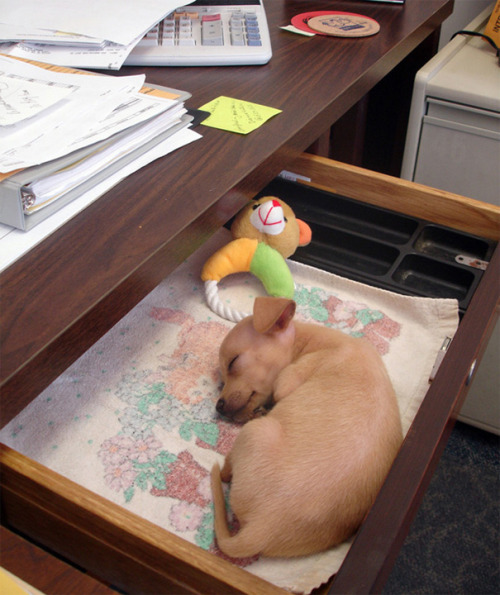 roarofalannister:  awesome-picz:    Today Is National Take Your Dog To Work Day.  tadokorocchiis, kougamishinyas