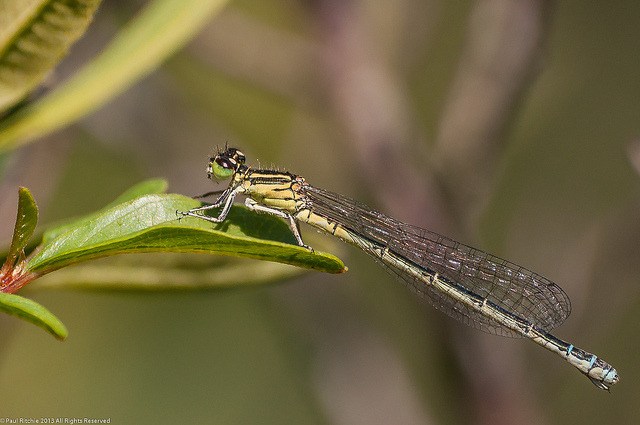 Southern Damselfly - female on Flickr.