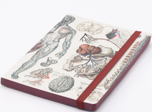 Anatomically Illustrated Notebooksby Cognitive Surplus