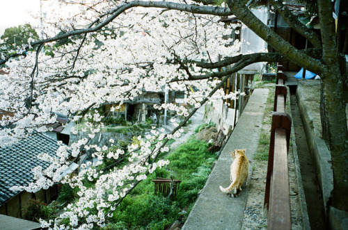 priveting:Photographer: yang yangHiroshima, Japanᴅᴏ ɴᴏᴛ ʀᴇᴍᴏᴠᴇ ᴛʜᴇ ᴄʀᴇᴅɪᴛs. ᴛʜᴀɴᴋ ʏᴏᴜ. ♥