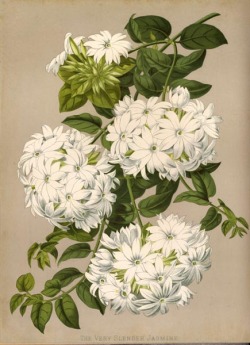 heaveninawildflower:  Jasminum multiflorum (Burm.f.) Andrews, syn. Jasminum gracillimum Hook.f. (1884) taken from Paxton’s Flower Garden, Image and text via Wikimedia.