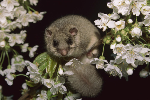 kangamommy:  nubbsgalore:  the wwf’s living planet report 2014, which discovered that we’ve lost half of all the world’s wildlife in the past fourty years, showed more specifically that the population of common dormice dropped by 43 percent between