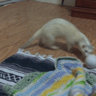cannonball-the-ferret:  When people ask me “why a ferret”, I can show them this