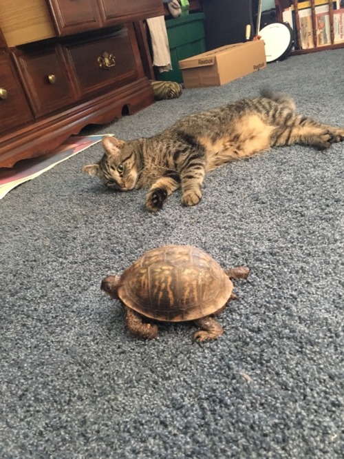 So my boyfriend has a pet turtle her name is Mrs. T and she’s around 20 years old and my cat j