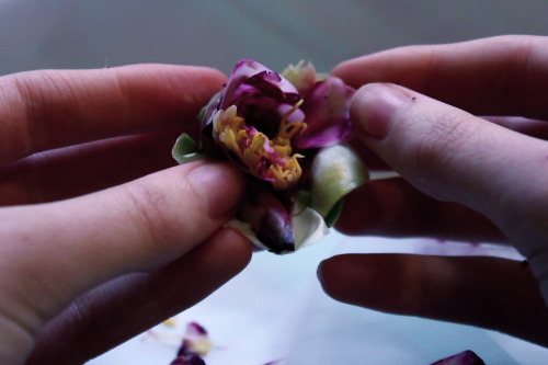 princex-misdreavus: For Every Flower Forced To Bloom, 2013  digital film stills i have never fe