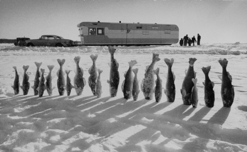 Frozen walleye pike kiss the snow in Mille Lacs, Minnesota, 1959.Photograph by Thomas J. Abercrombie