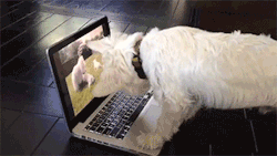 sizvideos:  Westie trying to find the puppies