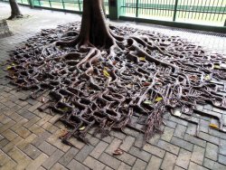 art-tension:  Roots Reclaiming Their Space   This post is dedicated to the magnificent  tree roots that beautifully resist the boundaries set for them by our  civilization. Tree roots reclaiming their space from concrete. Source: culturainquieta 