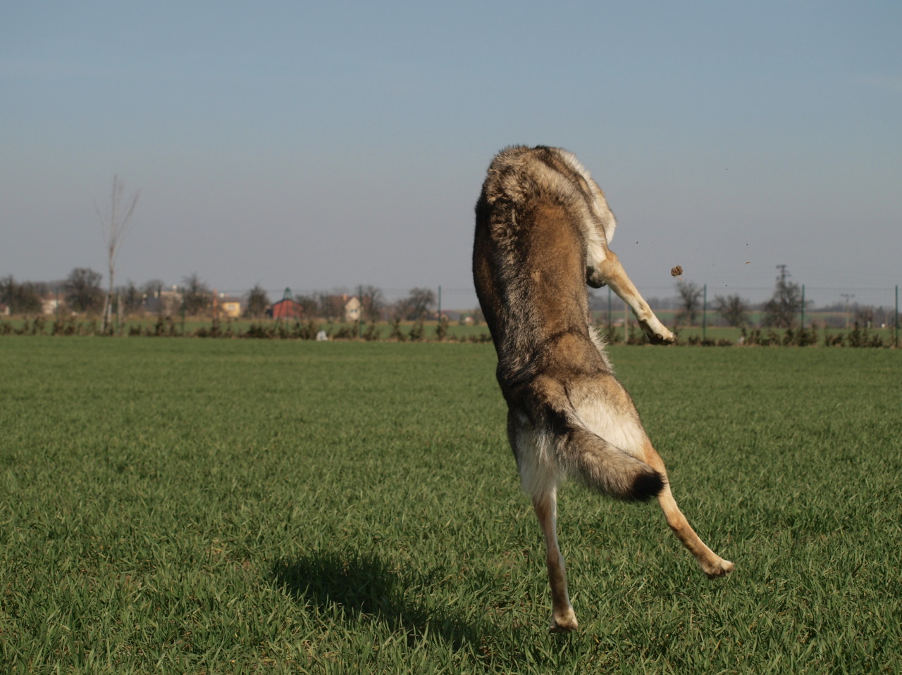 the-little-wolfdog:  catching mud balls. wolfdogs are so graceful…