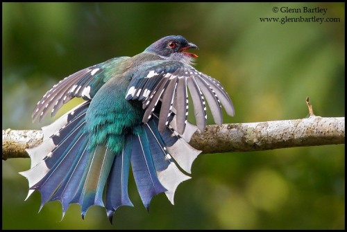 noticiero:Cuban Trogon (Priotelus temnurus) by GlennBartley