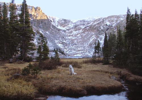 In his spare time, illustrator John Stortz wanders the country with his dog Wolf, capturing incredib