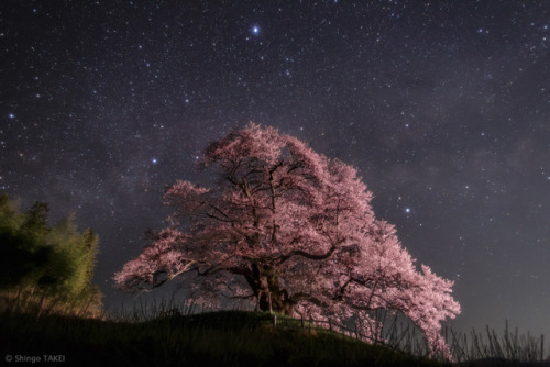 Summer Triangles over Japan : Have you ever seen the Summer Triangle? The bright stars Vega, Deneb, and Altair form a large triangle on the sky that can be seen rising in the early northern early spring during the morning and rising in the northern...