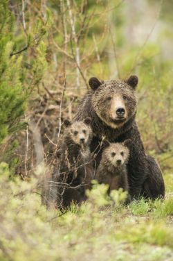 loveforallbears:  An intimate look at Yellowstone’s