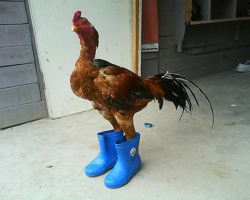 Tha fuk? You think ima go out there to those nasty ass hoes with no shoes? Gurl I just got a clawdicure, uh uh those hens is nasty. Shitting everywhere and shit.