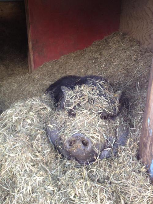 fightingforanimals: There is more to the cute hay-covered pig than the picture tells you. Gertrude a