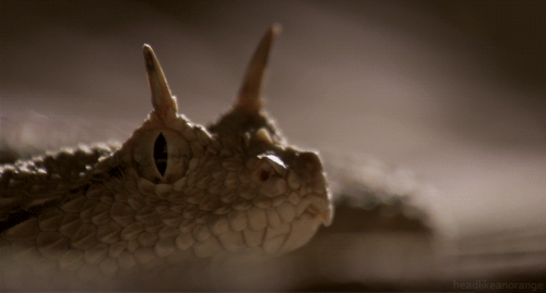earthandanimals:  Desert Horned Viper 