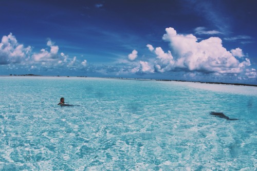 f-i-j-i:jayalvarrez:Sacha Relaxing on a shallow sandbar while a 6ft shark curiously makes its way.. 