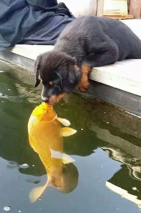 animal-factbook:  Dogs and large fish often have Romeo and Juliet-esque relationships.