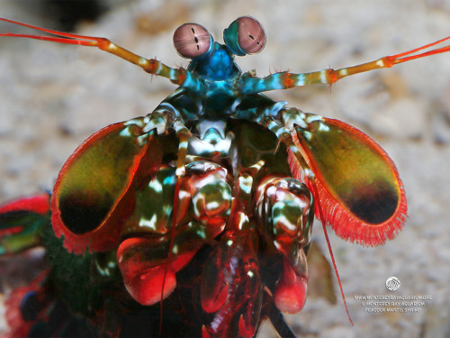 montereybayaquarium:He’s baaack! The explosively powerful peacock mantis shrimp is on exhibit, and