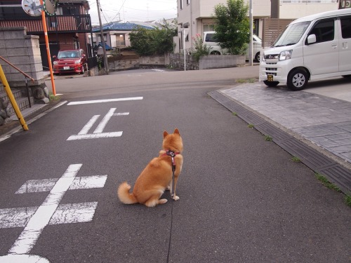 shibainu-komugi:今日の柴犬の小麦さん #shiba #dog #komugi #柴犬