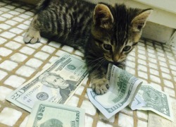 cashcats:  young money