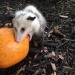 sleepy-bebby:is spooky szn 