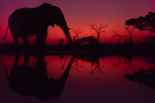 muthafuk:  elephants silhouetted by the darkening shades of the golden hour on the african savannah, by dana allen, susan mcconnell, nevil lazarus, chris packham, andy rouse and frans lanting 