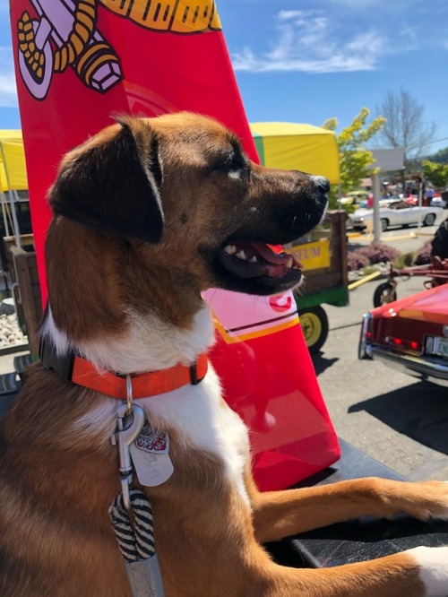 123rd annual Irrigation Festival parade this morning and then a car show after , Freya enjoyed all the people