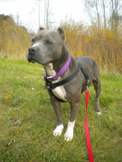 patriotmarine:  shar-fireshar:  boots-withthe-spurs:  Fingers crossed for approval to foster this sweet girl :D  I want to cuddle her!  Gorgeous Blue girl.