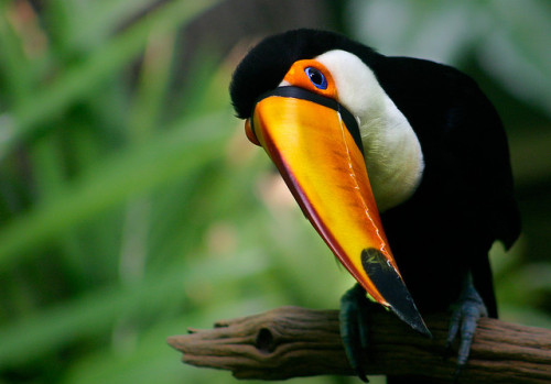 animalgazing:Toucan-2 by alan shapiro photography on Flickr.