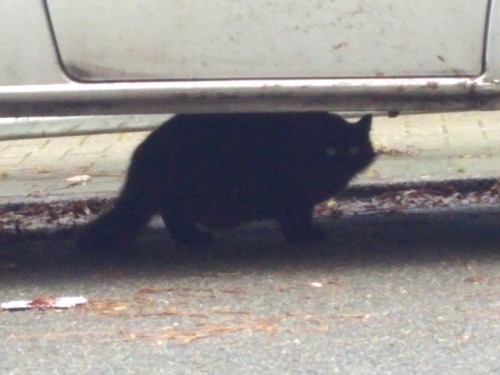 Two Cats