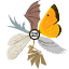 weekly-wingmits