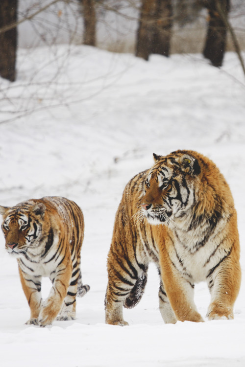 elvenlake:  Snow walk
