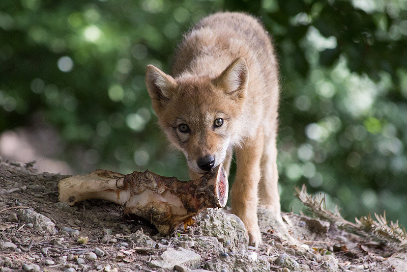 wolveswolves:  Tibetan wolf pup (Canis lupus chanco) in   Zoo Zürich, Switzerland