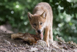 wolveswolves:  Tibetan wolf pup (Canis lupus