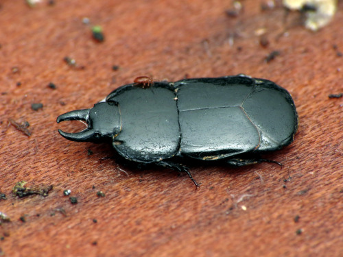 onenicebugperday: Flattened clown beetle, Hololepta aequalis, Histeridae Found in the US and Canada,